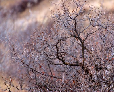 DSC_2792trj.jpg