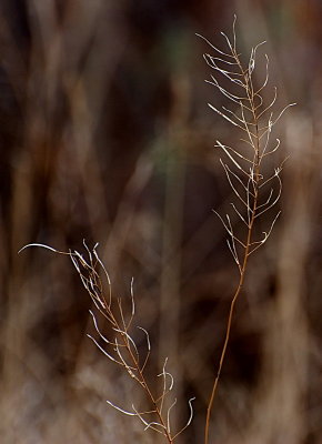 DSC_2825t2r4j2.jpg