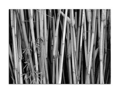 Bamboo