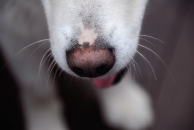 Amazing Sled Dogs