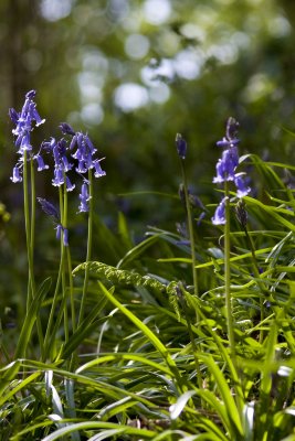 Blue Bells and Bokeh