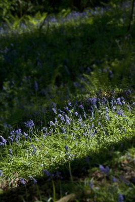 Blue Bells/ full gallery