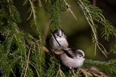 Long Tailed Tits