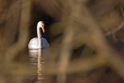 A Swan through the reeds