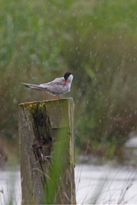 Weather's taken a Tern for the worst !