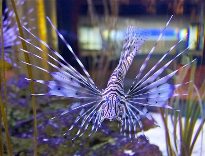 Zebra Fish