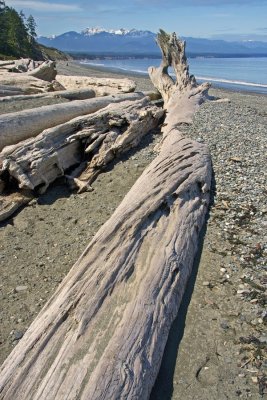 Dungeness Driftwood