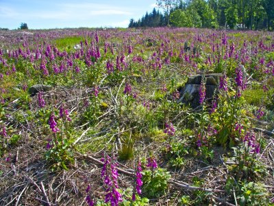 Foxgloves at Maryculter