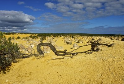 Craggy Roots