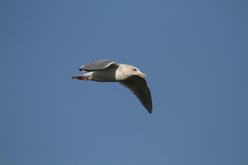 ThayersGull_ad_Petaluma_CA_20110126_041.JPG