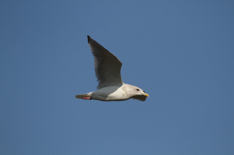 ThayersGull_ad_Petaluma_CA_20110126_042.JPG