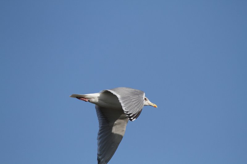 ThayersGull_ad_Petaluma_CA_20110126_045.JPG
