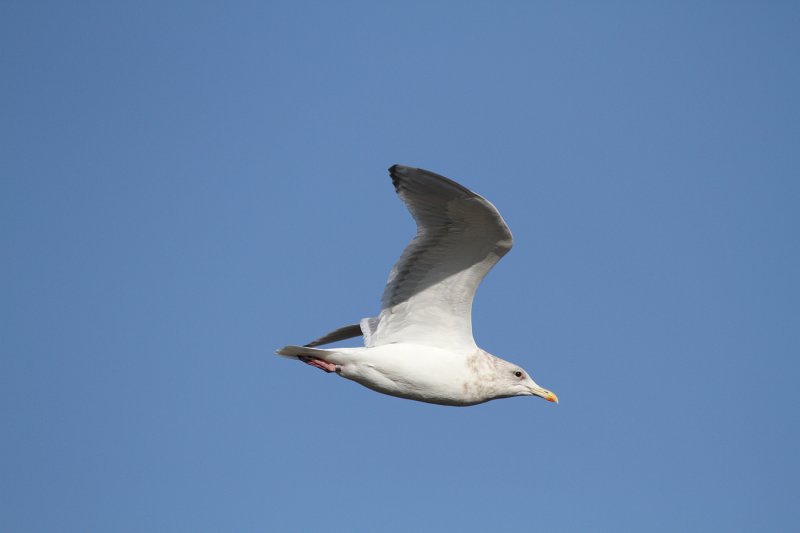 ThayersGull_ad_Petaluma_CA_20110126_046.JPG