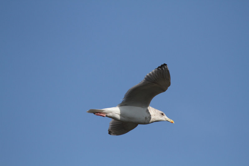 ThayersGull_ad_Petaluma_CA_20110126_047.JPG