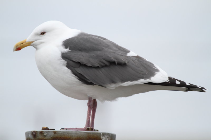 SlatybackedGull_(near)ad_Choshi_Japan_20120308_080.JPG