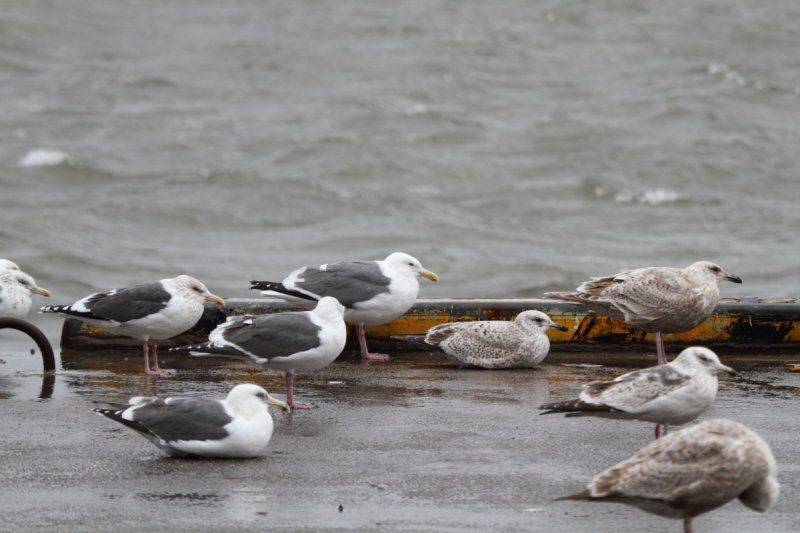 SlatybackedGull_(near)ad_Choshi_Japan_20120310_128.JPG