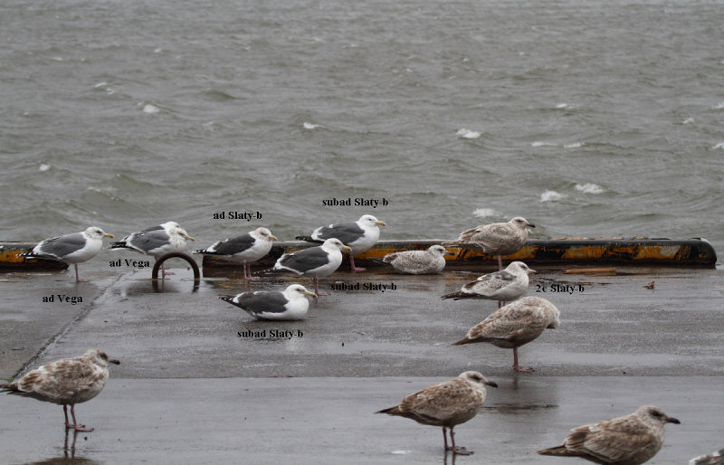 SlatybackedGull_(near)ad_variation_Choshi_Japan_20120310_129.JPG