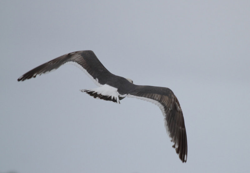 SlatybackedGull_3c_Choshi_Japan_20120306_014.JPG