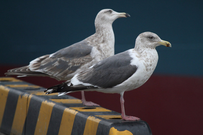 Slaty-backed Gull: pale end of the variation