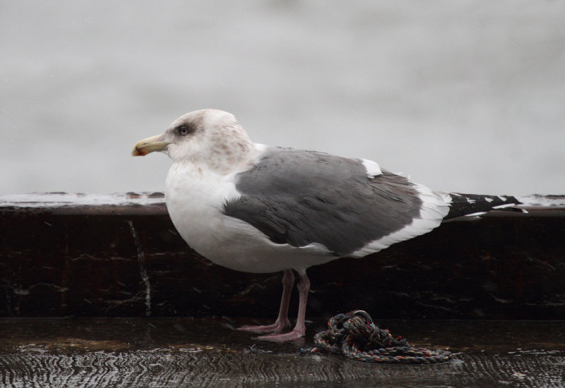 SlatybackedGull_3c_Choshi_Japan_20120310_020.JPG
