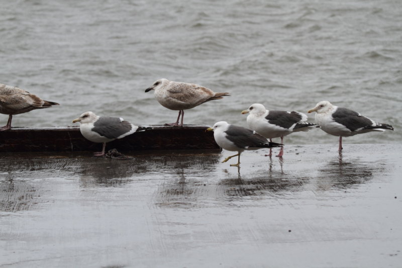 SlatybackedGull_3c_Choshi_Japan_20120310_021.JPG
