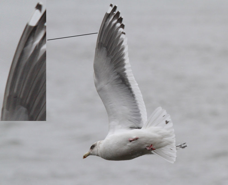 SlatybackedGull_3c_Choshi_Japan_20120310_022.JPG