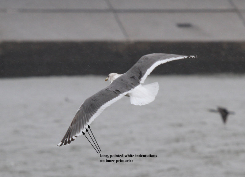 SlatybackedGull_3c_Choshi_Japan_20120310_023.JPG