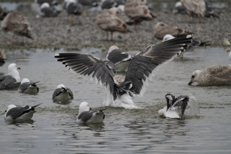 SlatybackedGull_4c_Choshi_Japan_07-03-2012_005.JPG