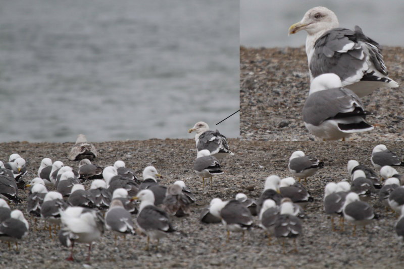 SlatybackedGull_4c_Choshi_Japan_07-03-2012_006.JPG