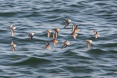 Birds in Flight