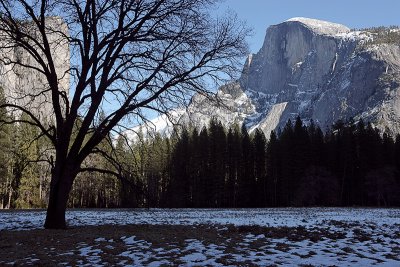 Half Dome from Curry Meadow