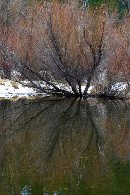 Tenaya Reflection