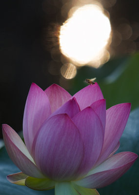 Lotus Blossom 1 (2006)