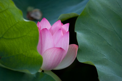 Lotus Blossom 2 (2006)