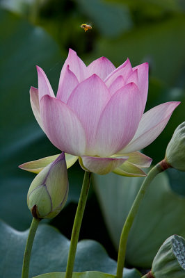 Lotus Blossom 3 (2006)