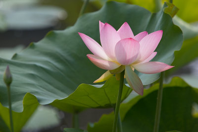 Lotus Blossom 4 (2006)