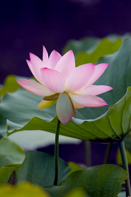 Lotus Blossom 5 (2006)