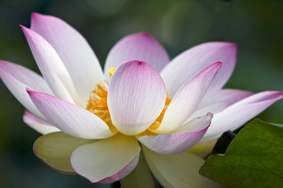 Lotus Blossom 6 (2006)