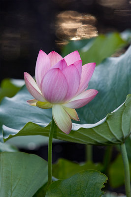 Lotus Blossom 7 (2006)