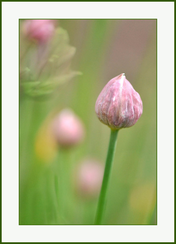 Chives