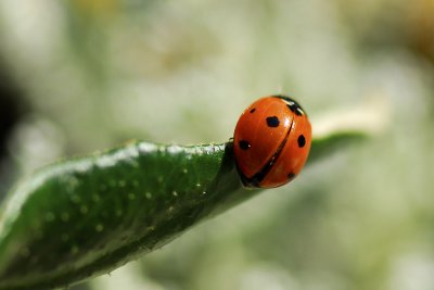 Ladybird