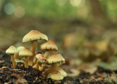 Mushroom family portrait