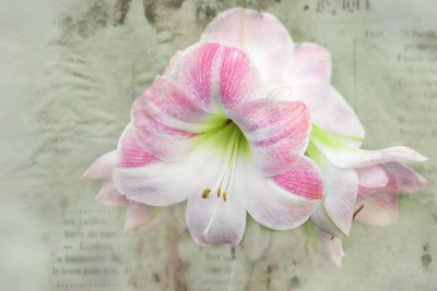 Amaryllis