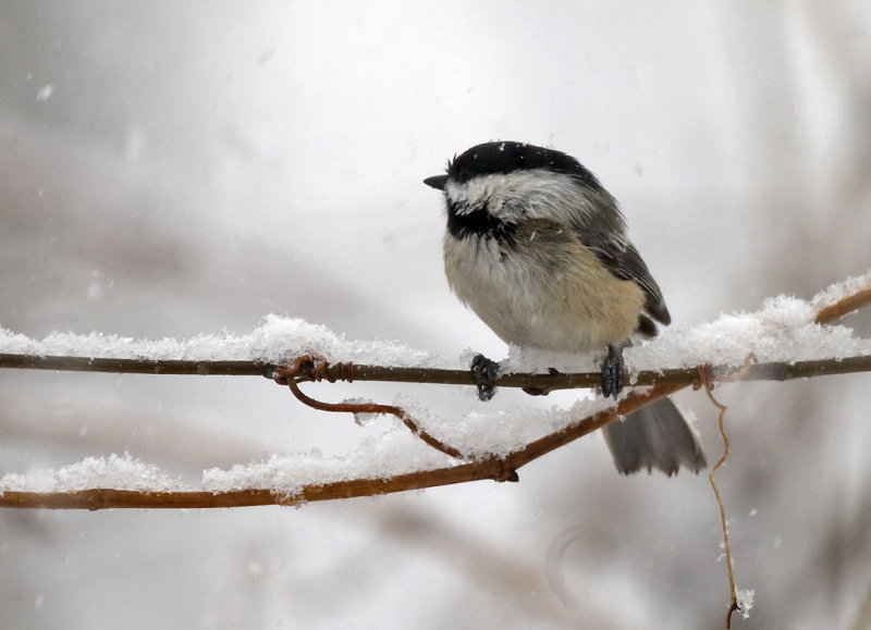 Black-capped Chickadee 3349