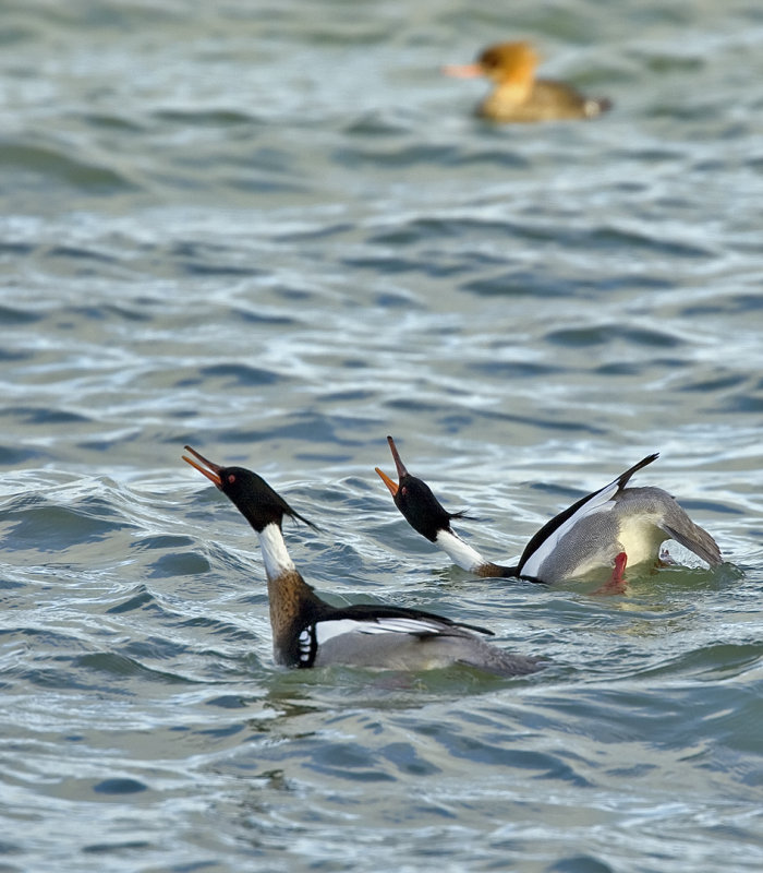 Red-breasted Mergansers Courting 3399