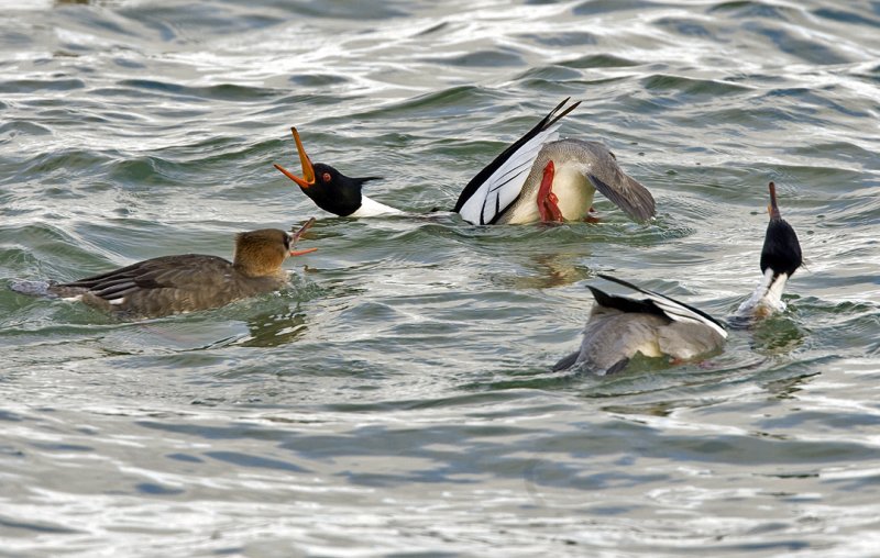 Red-breasted Mergansers Courting