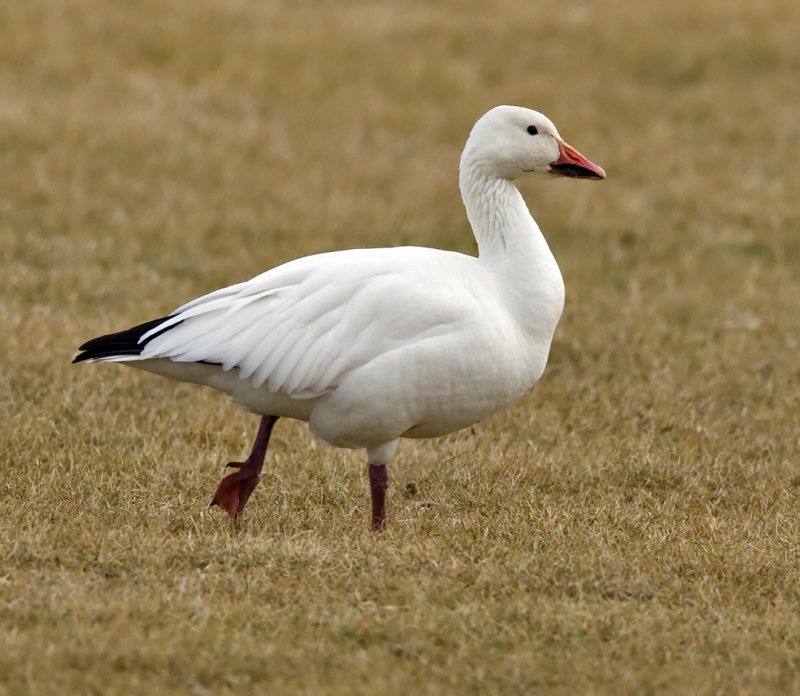 Snow Goose 3576
