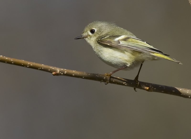 Ruby-crowned Kinglet 4716