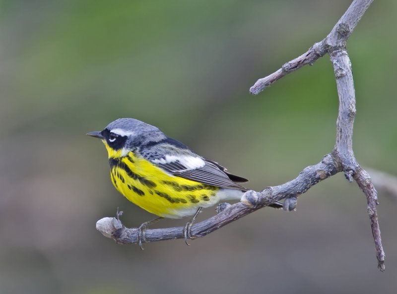 Magnolia Warbler 0470