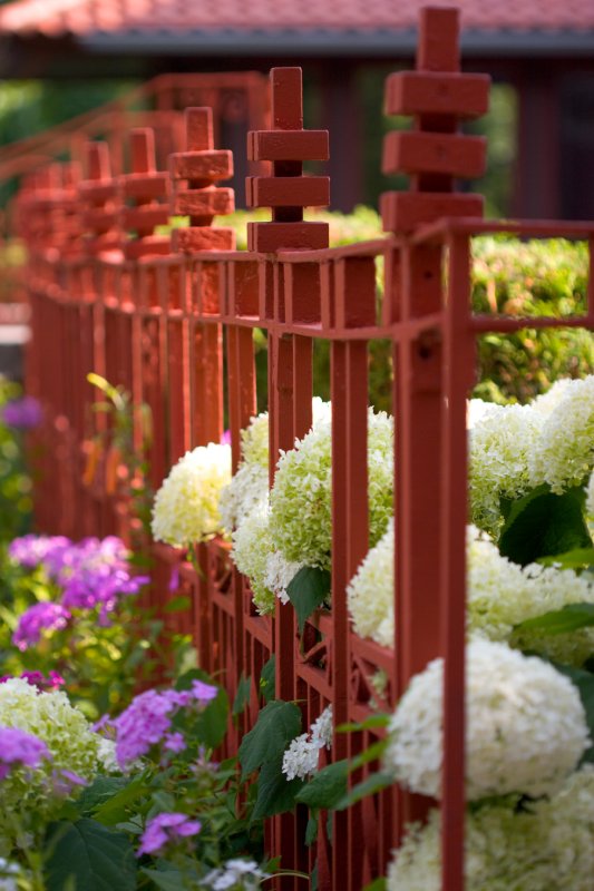 Escaping Hydrangeas